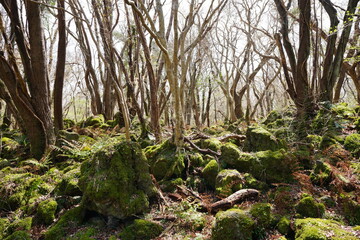 mossy rocks and bare trees in early spring