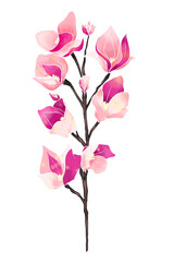 pink magnolia flower isolated