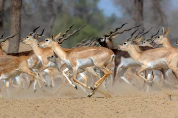 Door stickers Antelope flock of antilops in the desert ,black bucks deer in flock , The blackbuck, also known as the Indian antelope, is an antelope native to India and Nepal. It inhabits grassy plains and lightly forested 