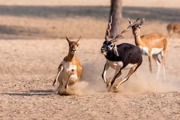 Garden poster Antelope flock of antilops in the desert ,black bucks deer in flock , The blackbuck, also known as the Indian antelope, is an antelope native to India and Nepal. It inhabits grassy plains and lightly forested 