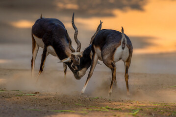 flock of antilops in the desert ,black bucks deer in flock , The blackbuck, also known as the Indian antelope, is an antelope native to India and Nepal. It inhabits grassy plains and lightly forested  - obrazy, fototapety, plakaty