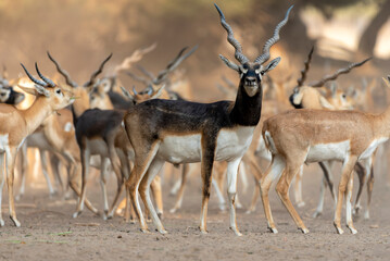 flock of antilops in the desert ,black bucks deer in flock , The blackbuck, also known as the Indian antelope, is an antelope native to India and Nepal. It inhabits grassy plains and lightly forested 