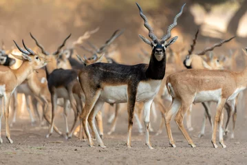 Brushed aluminium prints Antelope flock of antilops in the desert ,black bucks deer in flock , The blackbuck, also known as the Indian antelope, is an antelope native to India and Nepal. It inhabits grassy plains and lightly forested 