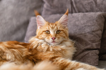 A beautiful large and very fluffy red cat of the Maine breed lies on the couch
