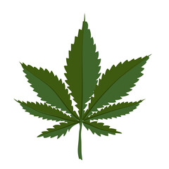 cannabis species concept, Green leaf of Sativa cannabis on White background. Ruderalis spicies.