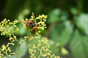 蜜を吸うコガタスズメバチ