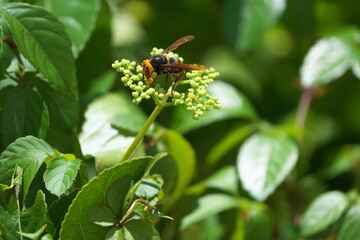 蜜を吸うコガタスズメバチ