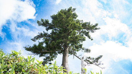 尾根に生えた松の木と空と山