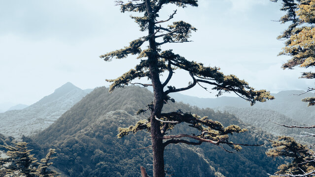 尾根に生えた松の木と空と山