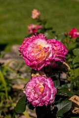 Red Roses on the Branch in the Garden