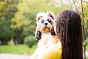 A brunette woman holds in her arms hugs and kisses a funny surprised shih tzu dog in  autumn park. copy space background. The concept of love and care for animal