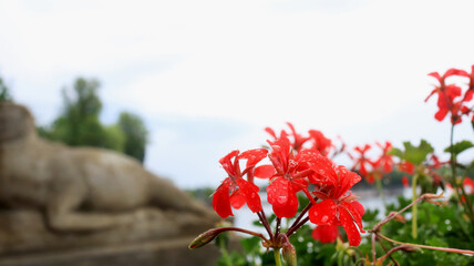 Obraz premium Red geranium flowers