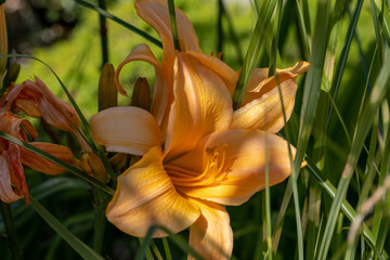 orange lily flower with delicate petals in garden