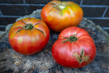Obraz premium close up of fresh ripe red home grown large tomatoes harvest on wooden stump. Concept of healthy eating lifestyle diet nutrition. Picture for cover, calendar, postcard, wallpaper, background, product