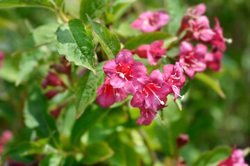 Weigela Bristol Ruby