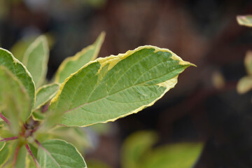 Red-barked dogwood Spaethii