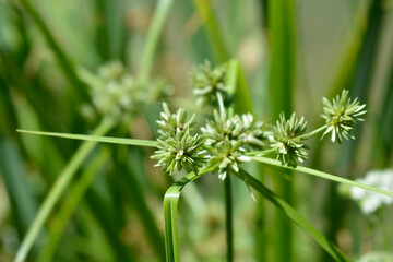 Tall flatsedge