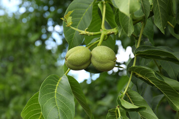 Green unripe walnuts on tree branch outdoors