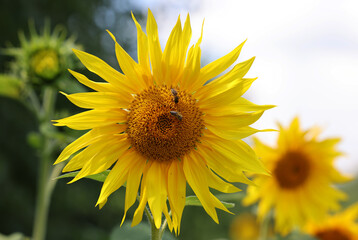 Yellow Sunflowers growing in a field. Natural sunflower background.