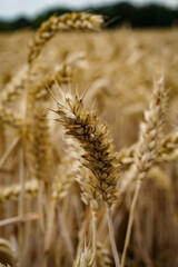 field of wheat