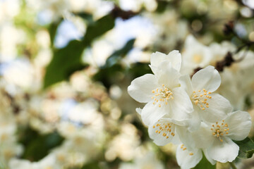 Beautiful blooming white jasmine shrub outdoors, closeup. Space for text