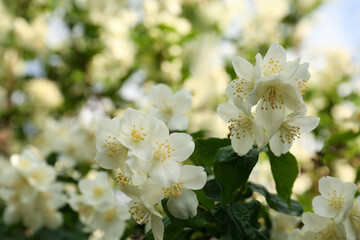Beautiful blooming white jasmine shrub outdoors, closeup