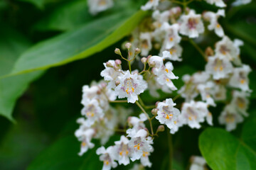 Common catalpa