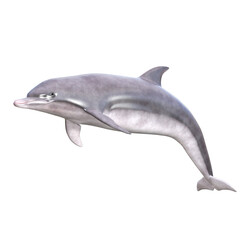 dolphins 3d rendering