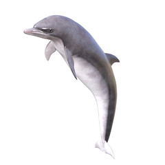 dolphin 3d rendering