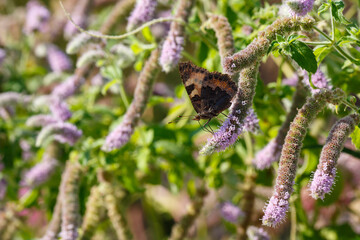 Mentha longifolia in herb garden. Butterfly on flowers of Mentha longifolia