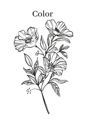 High Resolution Printable Colouring Worksheets for Kindergarten and Preschool Kids, Drawing Practise A4 Printable Designs.