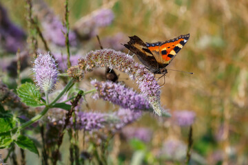 Mentha longifolia in herb garden. Long-leaved mint in blossom. Batterfly on flowers of mint.