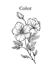 High Resolution Printable Colouring Worksheets for Kindergarten and Preschool Kids, Drawing Practise A4 Printable Designs.