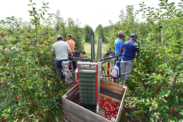 harvest assistant on a machine for automatic harvesting of ripe fresh apples on a plantation