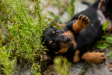 portrait of black puppy dog with brown and white spots. stray dog lying on the street