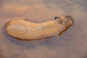 South American capybara inside the shallow lake in top view