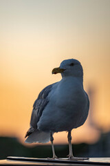 Eine Möwe im Sonnenuntergang auf der Seebrücke in Binz auf Rügen an der Ostsee