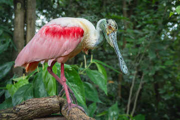 Portrait of roseate spoonbill. One isolated Platalea ajaja.