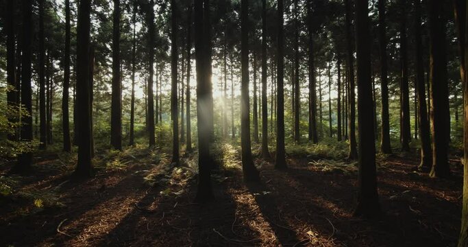 대한민국 제주도의 이른 아침 햇살이 드리운 아름다운 숲을 거닐다. 