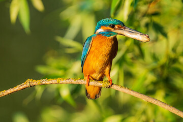 The common kingfisher (Alcedo atthis), also known as the Eurasian kingfisher and river kingfisher, is a small kingfisher.