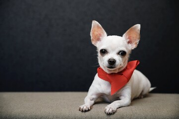 A small Chihuahua dog poses lying down in the studio under lamps on a black background and looking at the camera.