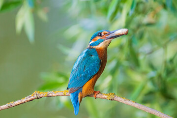 The common kingfisher (Alcedo atthis), also known as the Eurasian kingfisher and river kingfisher, is a small kingfisher.