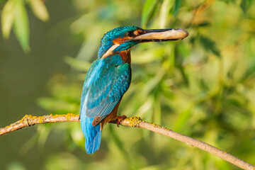 The common kingfisher (Alcedo atthis), also known as the Eurasian kingfisher and river kingfisher, is a small kingfisher.
