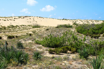 Cap ferret dune