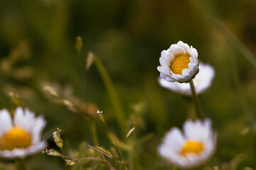 Bellis perennis, meadow daisy, portrait flower, small flower, sprint, white flower © Noe