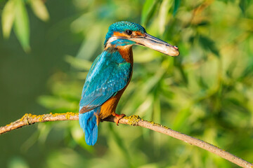 The common kingfisher (Alcedo atthis), also known as the Eurasian kingfisher and river kingfisher, is a small kingfisher.