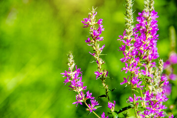 Obraz premium Purple flowers of Fireweed on a green natural background