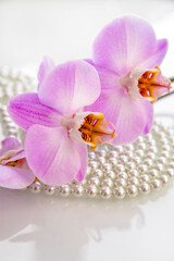 pearl and purple orchid on a white glas
