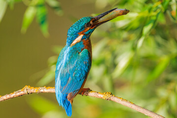 The common kingfisher (Alcedo atthis), also known as the Eurasian kingfisher and river kingfisher, is a small kingfisher.