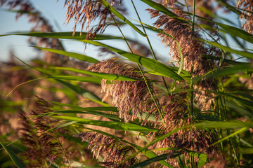 Photo of sensory plants Estonia